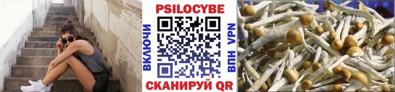 Купить закладки Моздок Псилоцибиновые грибы Cubensis